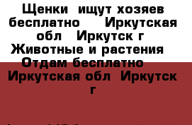 Щенки  ищут хозяев бесплатно!  - Иркутская обл., Иркутск г. Животные и растения » Отдам бесплатно   . Иркутская обл.,Иркутск г.